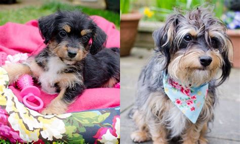 Image result for Jackapoo Dog