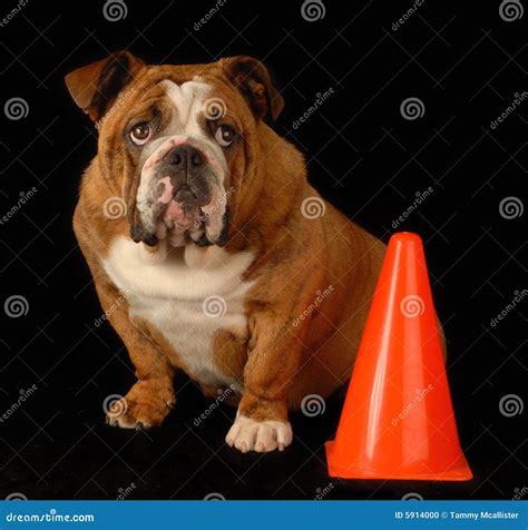 Guilty english bulldog stock photo. Image of cute, mammal - 5914000