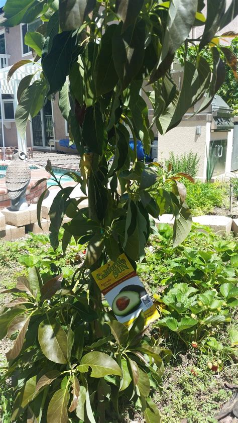Image result for Avocado Tree Pruning