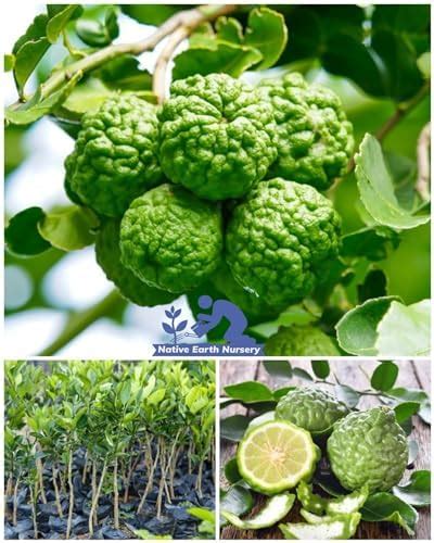 Seedless Lemon Plant Plant Pack of 1 Healthy Live Grafted Hybrid All ...