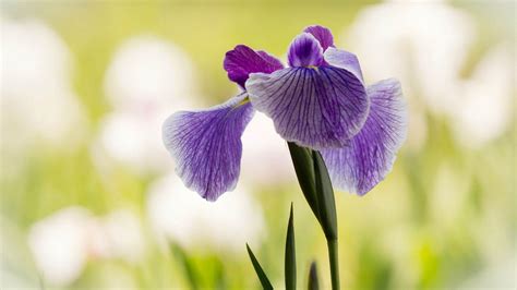 Iris Flower Wallpapers - Top Free Iris Flower Backgrounds - WallpaperAccess