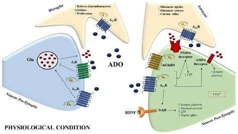 Caffeine for Prevention of Alzheimer’s Disease: Is the A2A Adenosine Receptor Its Target?