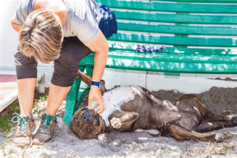 Suncoast Humane Society | Englewood, Florida