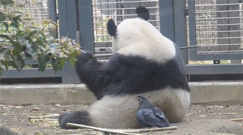 “吃货”大熊猫只顾吃 被乌鸦偷毛浑然不知[组图]_公益频道_凤凰网