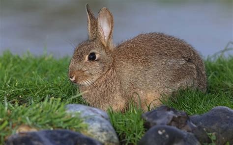 Wild Rabbits in Australia: Types and How the Population Exploded - A-Z Animals