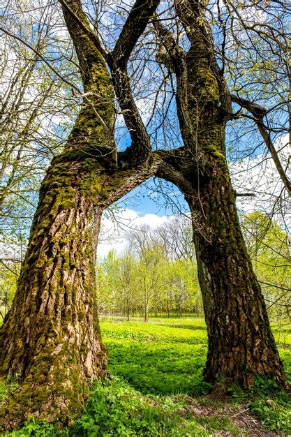 Image result for Two Crossed Trees