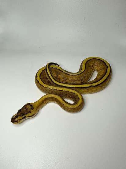 Image result for D Stripe Ball Python