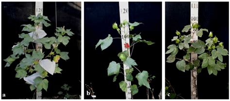Features of Chromosome Introgression from Gossypium barbadense L. into ...