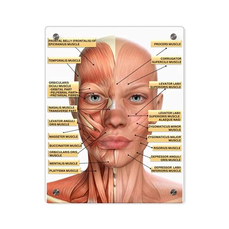 Facial Muscles Labeled, Cosmetic Injector Tool, Facial Anatomy Visual Aid, Facial Muscles ...