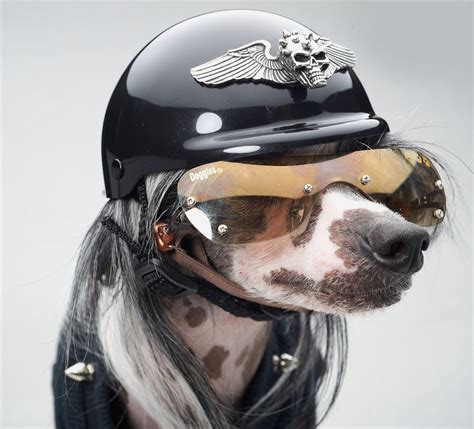 Dog Helmets For Motorcycles at Paul Nichols blog