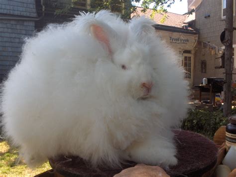 Grooming Long-Haired Rabbits