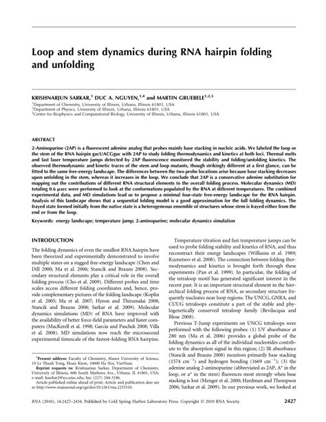 RNA Loop 的图像结果