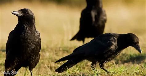 Intelligent Crows 的图像结果