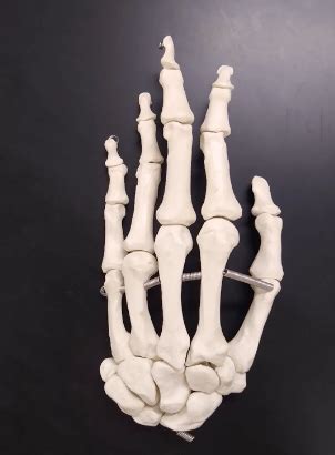 Image result for Hand Labeling