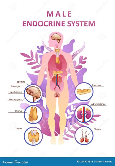 Image result for Endocrine System Drawing