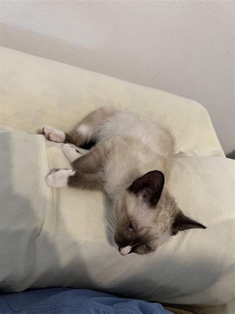 My sweet Siamese mix kittens! Sassafras (Sassy) & Chai. : r/Siamesecats