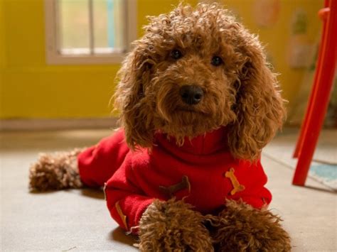 Image result for Cockapoo Waffle Dog