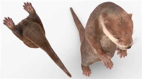 River Otter Standing Pose Fur 3D model | 3D Molier International
