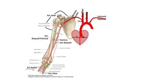 Anatomía Arterial Del Brazo