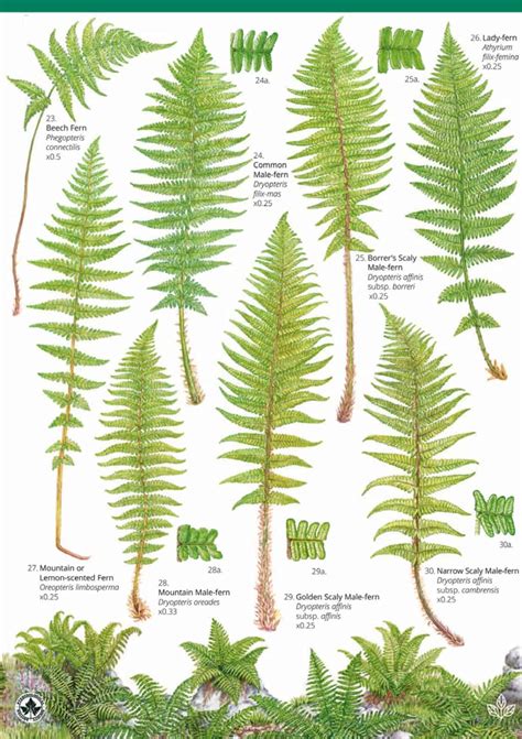 Types Of Ferns List
