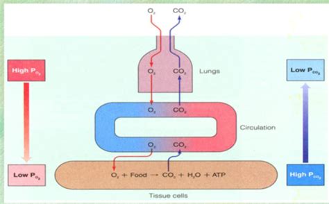 Image result for PCO2 PO2