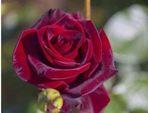 greenfarm NVX- Fragrant Rose Flower Seeds / Gulab seeds , 90 X Seeds ...