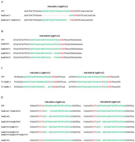 CRISPR/Cas9-Mediated Targeted Mutagenesis of Betaine Aldehyde ...