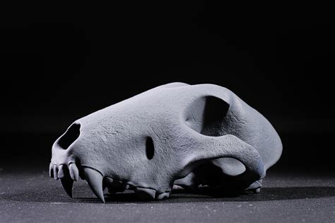 Bull Terrier Skull - 3D model by LanternLore on Thangs