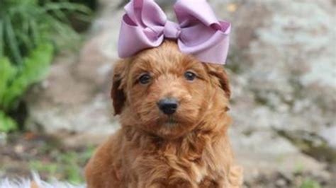 Image result for Mini Goldendoodle Cockapoo