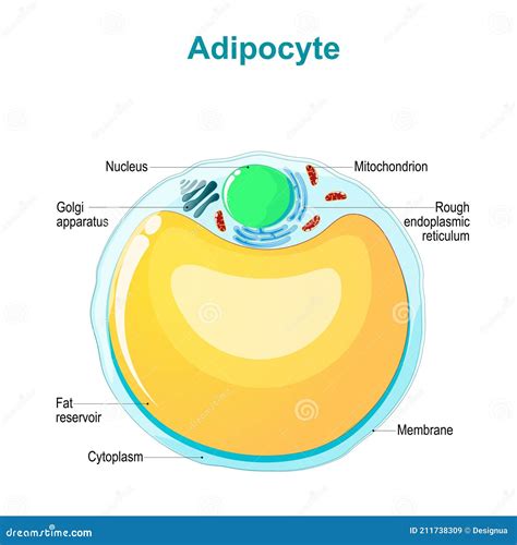 Fat Cell Structure 的图像结果