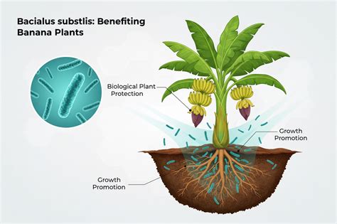 Bacillus subtilis for Banana – Control Sigatoka Leaf Spot & Crown Rot ...
