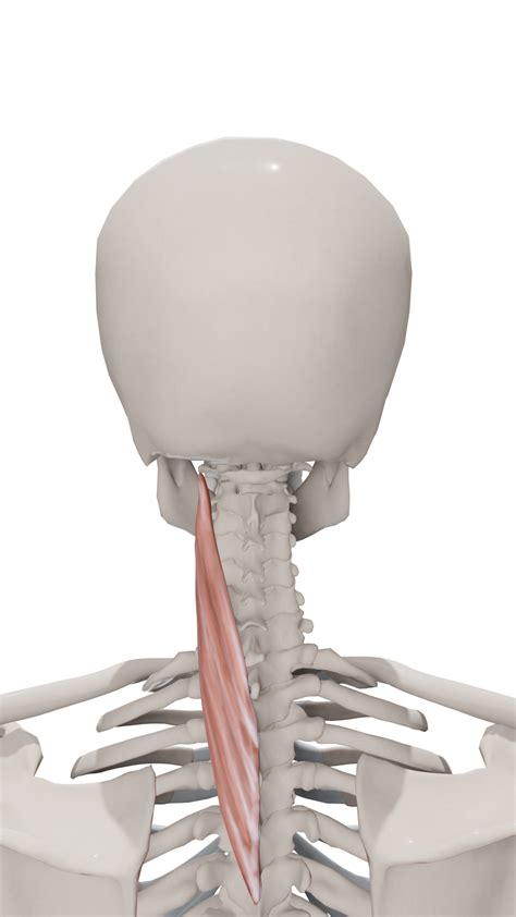 Splenius Cervicis Splenius Capitis Muscle | Complete Anatomy