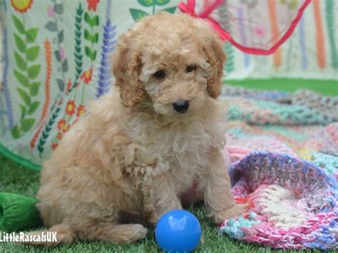 Image result for Golden Cockapoo