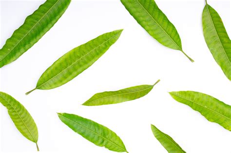 Image result for Homomorphic Encryption Process Flowchart