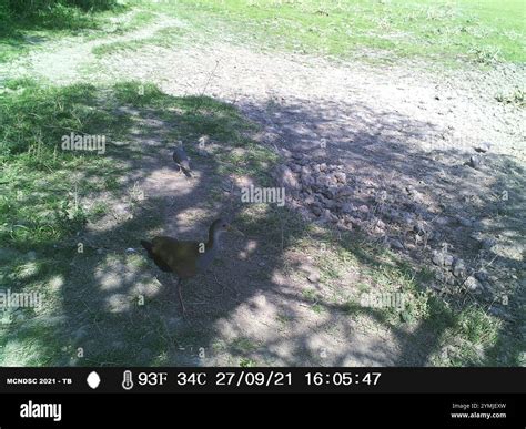 Giant Wood-Rail (Aramides ypecaha Stock Photo - Alamy