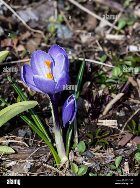 Crocus flowers, crocus sativus, growing on the forest floor in early ...