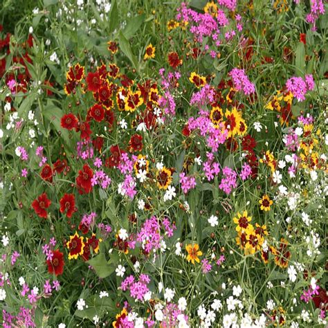Dry Area Wildflower Seed Mix – Vermont Wildflower Farm