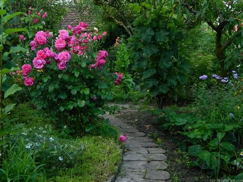Small Cottage Gardens 的图像结果