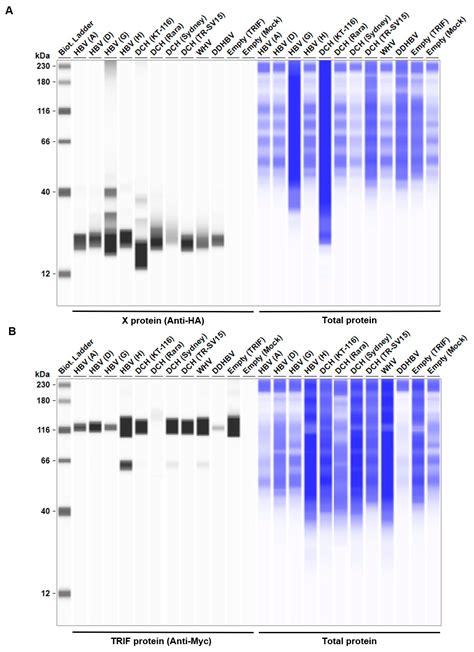 Conserved Functions of Orthohepadnavirus X Proteins to Inhibit Type-I ...