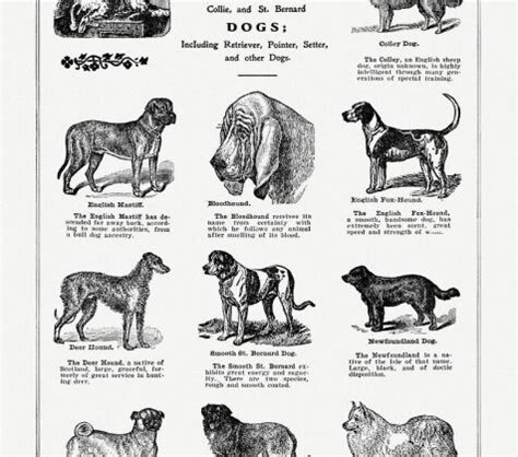 Information About Dogs 的图像结果