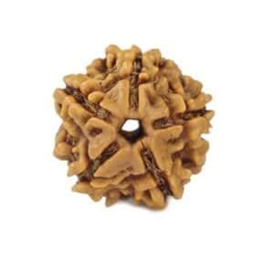 RTW GEMS Superb Panchmukhi Rudraksha Nepali Beads Attractive Round ...