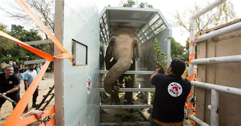 From the Loneliest to the Luckiest Elephant: Kaavan Takes off for ...