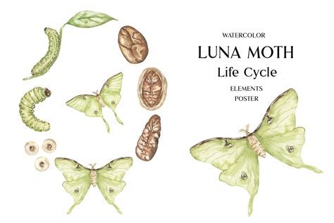 Moth Life Cycle
