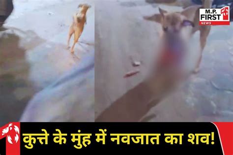 Rewa News: कुत्ते के जबड़े मे नवजात शिशु के शव, वीडियो वायरल - MP First