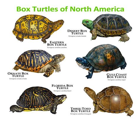 Image result for Different Types of Box Turtle