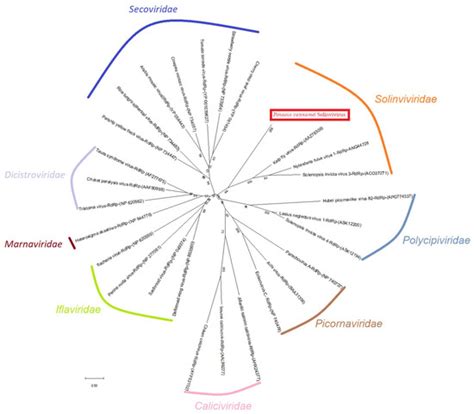 Identification of a Novel Solinvivirus with Nuclear Localization ...
