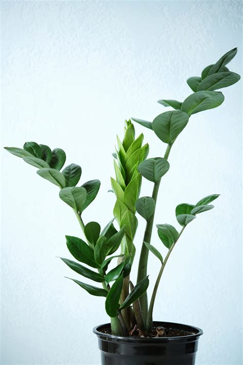 ZZ Plant Care Guide – Essential Tips for Thriving Beauty - Plantglossary