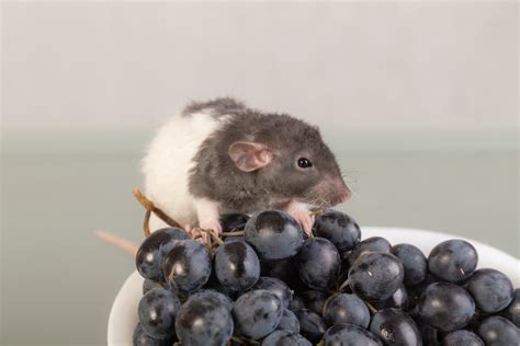 Can Pet Rats Eat Grapes? | Small Pet Select