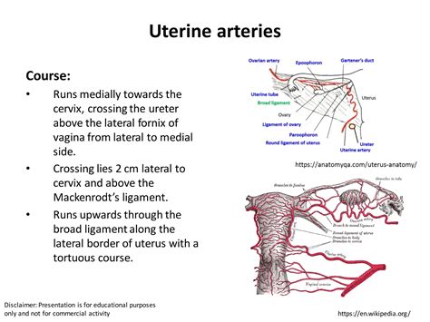 Uterus anatomy female reproductive organs | PDF