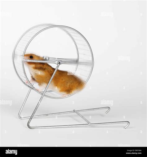 Hamster on a wheel hi-res stock photography and images - Alamy